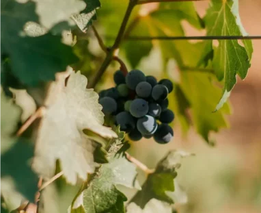 FINCA TRE WEB-04